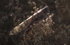 A close-up of one of the hundreds of thousands of locusts that invaded southern Israel, March 5, 2013. (Dudu Greenspan/FLASH90)