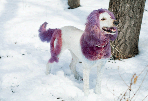 Jane Nides’ golden doodle DaisyMae sports a specially cut, purple-tinted coat to raise awareness of pancreatic cancer. (Photo: Courtesy of Jane Nides)