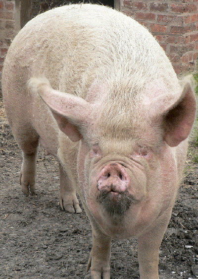 The pig. (Photo: Johnmuk / Creative Commons)