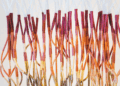Tali Weinberg’s artworks stretch the definition of marine art